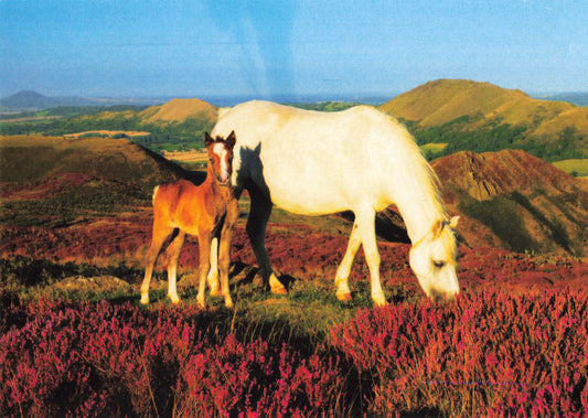 Ponies Long Mynd Post Card